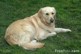 Rüyada Köpek Görmek