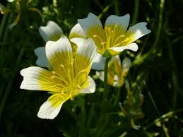 ولا احلى من زهور الربيع White-yellow-beautiful-flowers