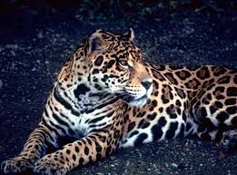 jaguar wild cat