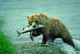 http://t1.gstatic.com/images?q=tbn:y6Blf9uSC65_4M%3Ahttp://www.alaska-in-pictures.com/data/media/2/bear-eating-salmon_948.jpg