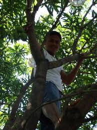 mango tree