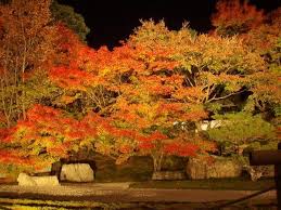 ஜப்பானின் க்யோடோ தோட்டம் - Page 2 801136-Japanese-Garden-in-Kyoto-at-night-1
