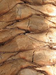 palm tree trunk