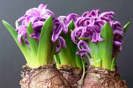 narcissus flowers