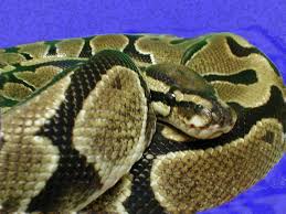 ball python wallpapers