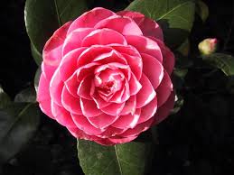 http://t1.gstatic.com/images?q=tbn:yKOF4c6Wjp8MSM:http://static.wiredfool.com/wiredfool/Camellia.jpg