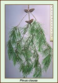 spruce pine trees