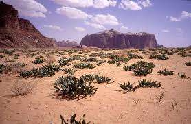 desert plants