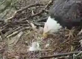 large eagles
