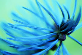 blue flower images