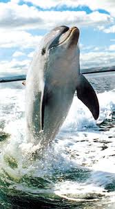 small dolphin pictures