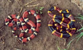 coral snake kingsnake