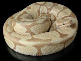 ball python morph