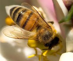 PROPOLIS, MADU, LEBAH, BEES