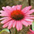 See original image