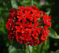 maltese cross flower