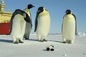 real penguin pictures