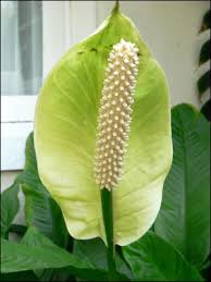 peace lily flower