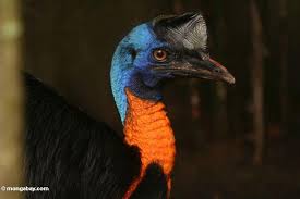 largest birds