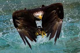 bald eagle in flight picture
