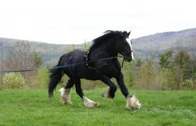 large horse pictures