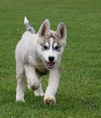 husky puppy