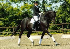 DRESSAGE