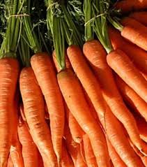 http://t1.gstatic.com/images?q=tbn:zN6l6hgaka3hgM:http://www.underwoodgardens.com/images/Little%20Finger%20Carrot.jpg&t=1