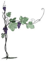 grape vine drawing