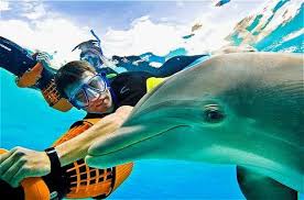 real dolphins