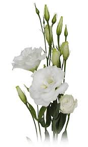 flower varieties