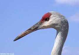 big birds