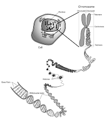A cell showing the chromosomes