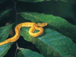 eyelash viper snake