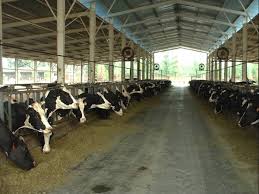 dairy farm