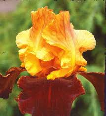 bearded iris