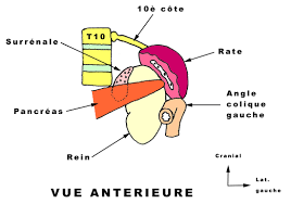 La projection de la rate sur