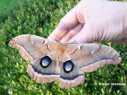 polyphemus moth