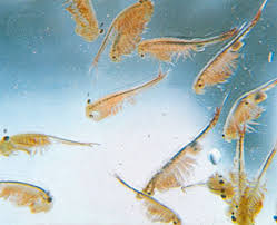 sea monkeys