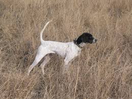 bird dog