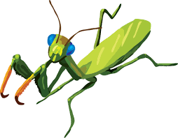 praying mantis clipart
