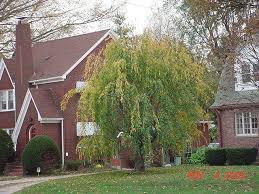 weeping cherry tree photo