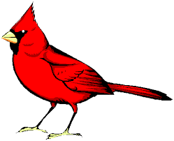 red cardinal bird