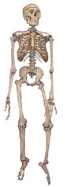 Human skeleton - Wikipedia
