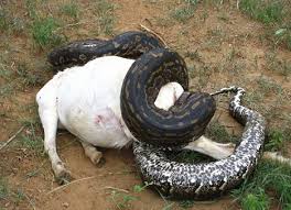 african rock python photo