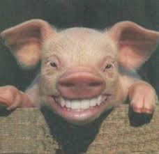 http://t1.gstatic.com/images?q=tbn:-h85tEKGfW39QM%3Ahttp://www.no-media.info/cms/wp-content/plugins/yet-another-photoblog/cache/cochon.ayc5kds3nj4k80s00cgwokok8.brydu4hw7fso0k00sowcc8ko4.th.jpeg