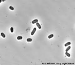 Pathogenic E. coli (page 1)