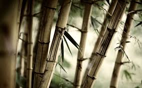 обои из бамбука