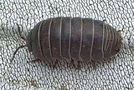 Pill woodlouse photographed 30