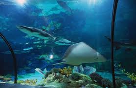Sea World Fish Tank Photo